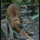 Der Luchs