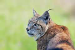 Der Luchs ...