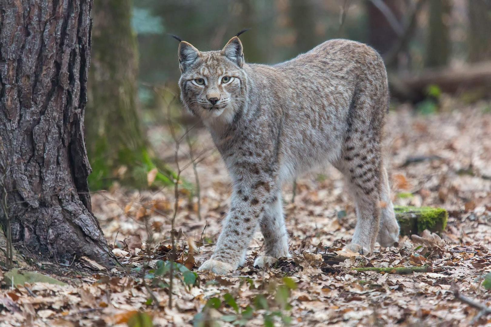 Der Luchs 4