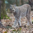 Der Luchs 4