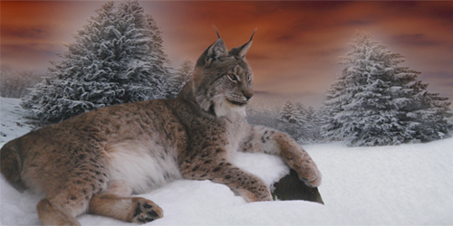 Der Luchs von Silvia Fleisch