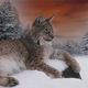 Der Luchs