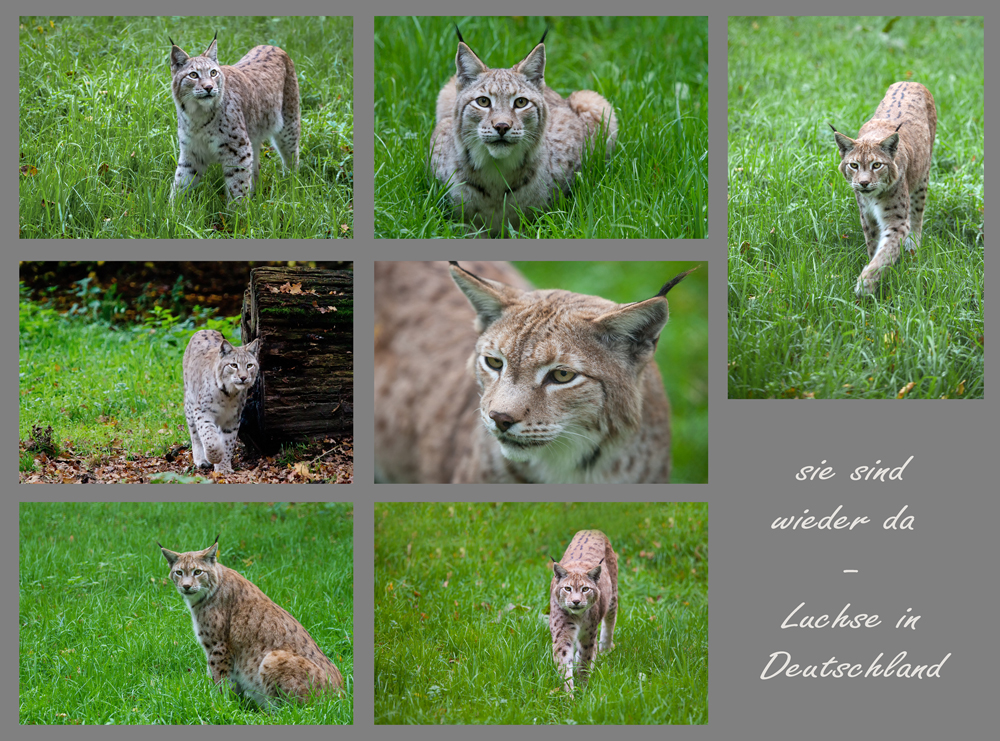 der Luchs