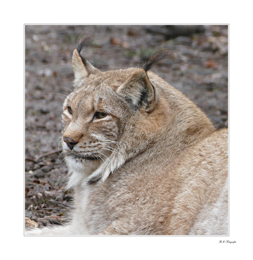 der Luchs