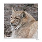 der Luchs