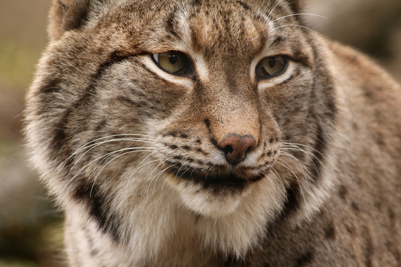 Der Luchs