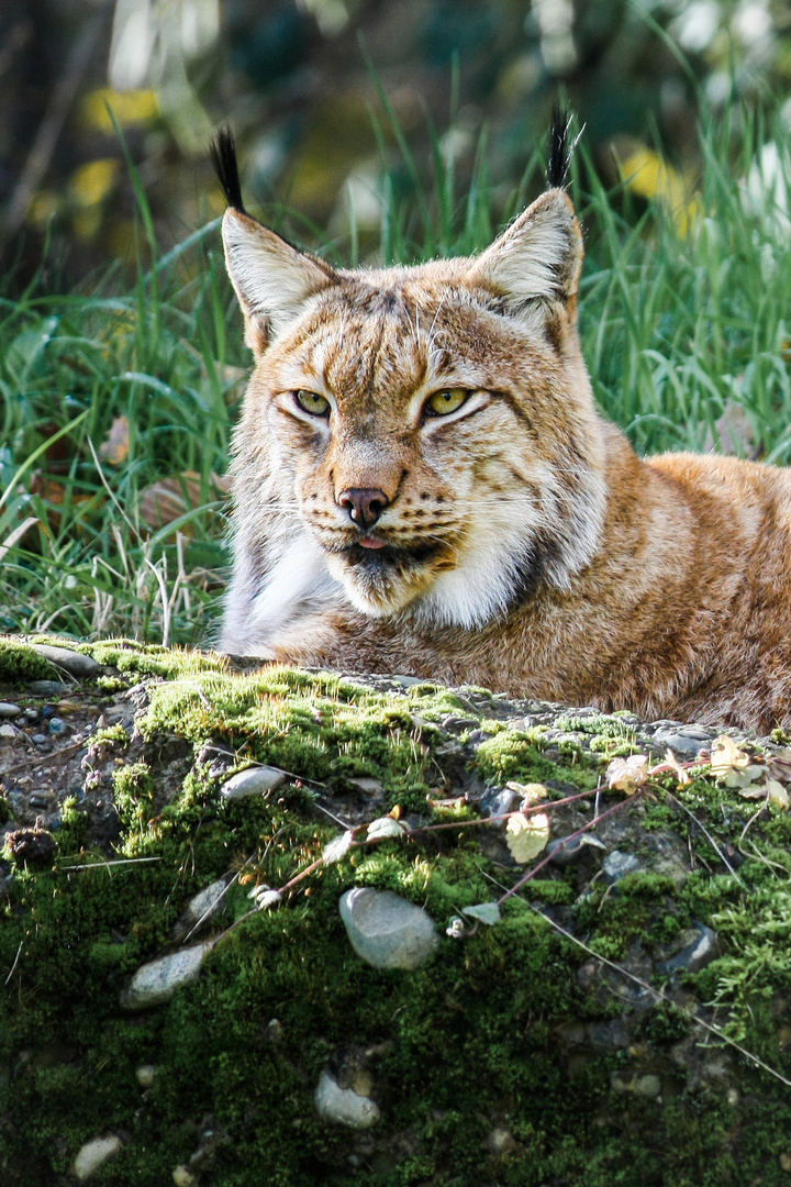 der Luchs