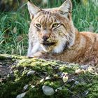 der Luchs