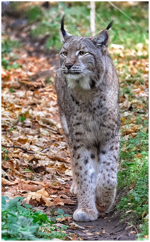 Der Luchs..