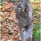 Der Luchs..