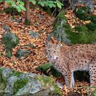 Der Luchs...