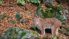 Der Luchs...