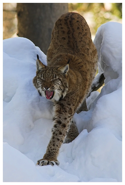 Der Luchs ...