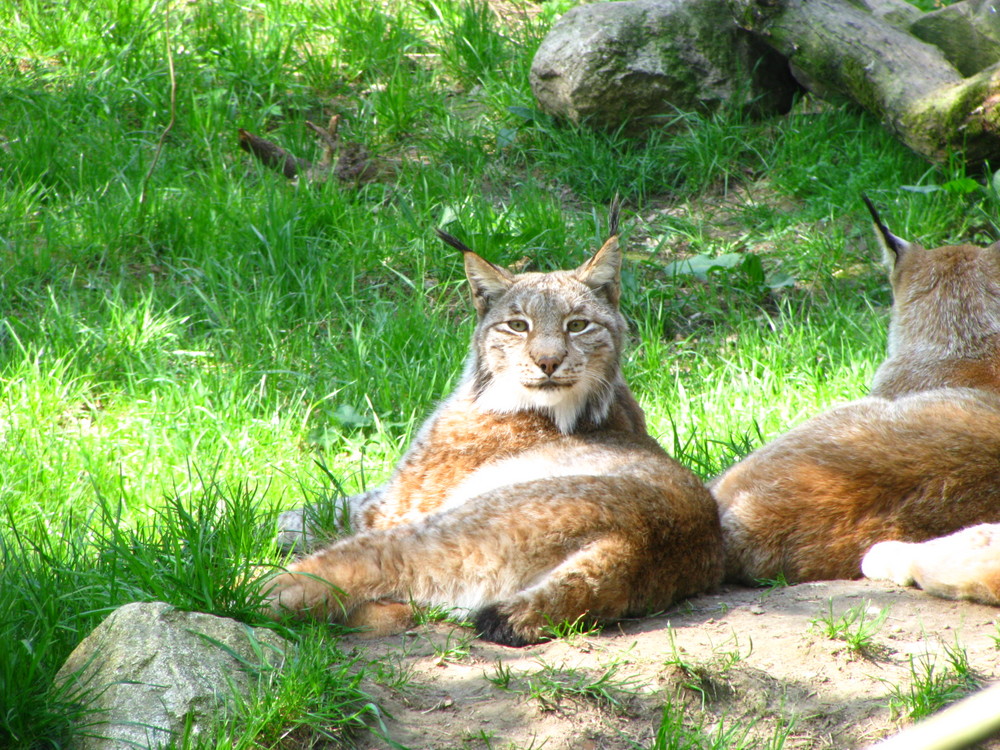 Der Luchs