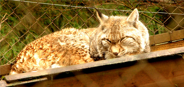 Der Luchs