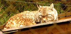 Der Luchs