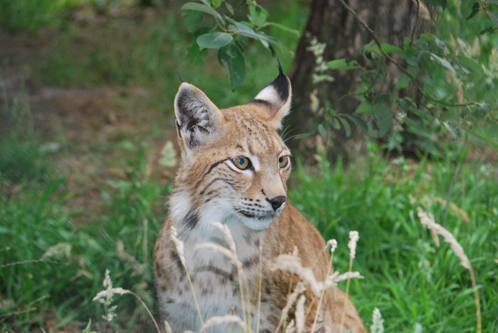 Der Luchs