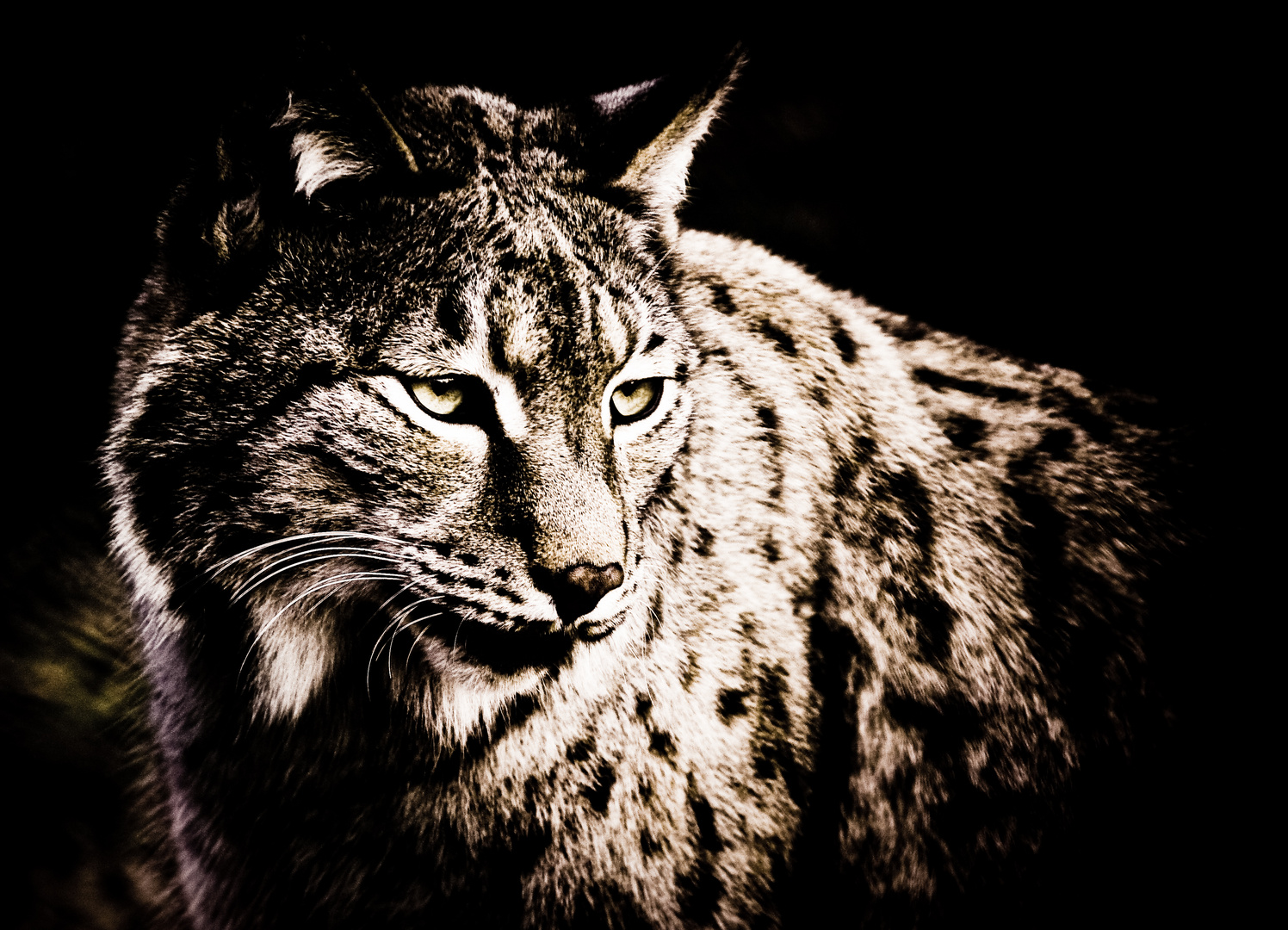 Der Luchs