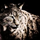 Der Luchs