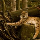 Der Luchs