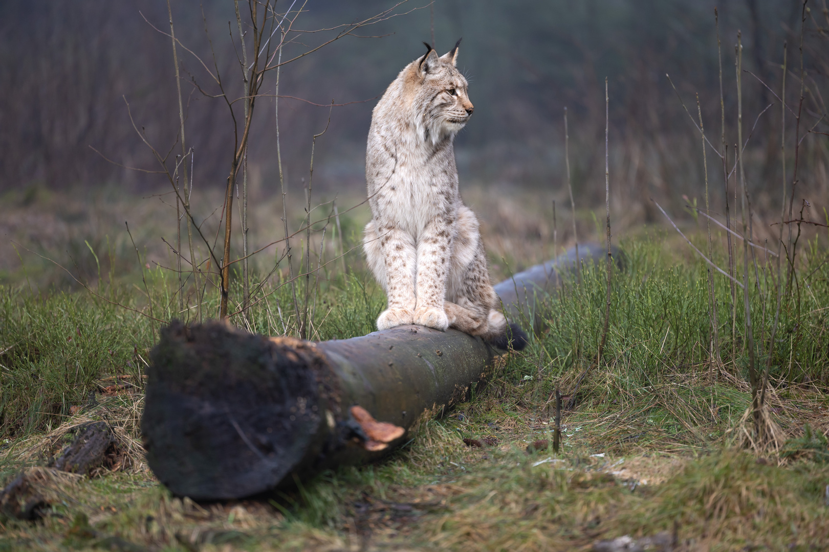 Der Luchs