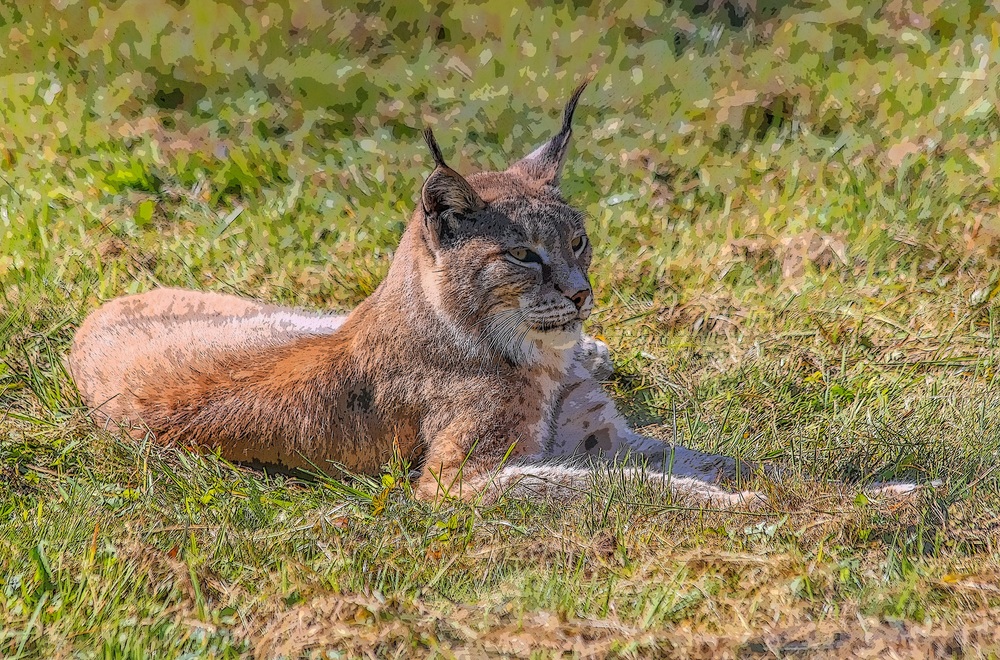 Der Luchs