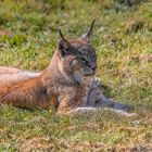 Der Luchs