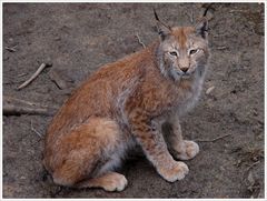 Der Luchs