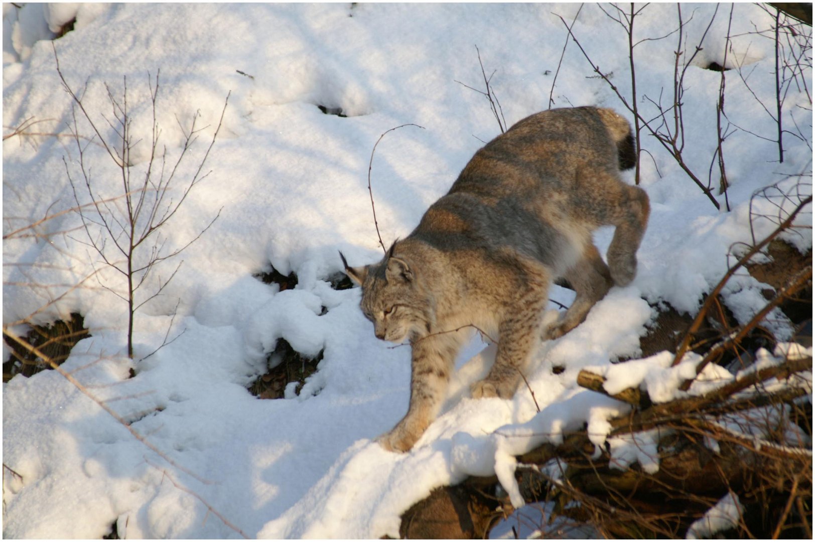 Der Luchs ....