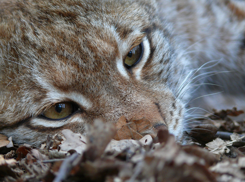 der Luchs