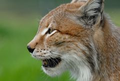 Der Luchs