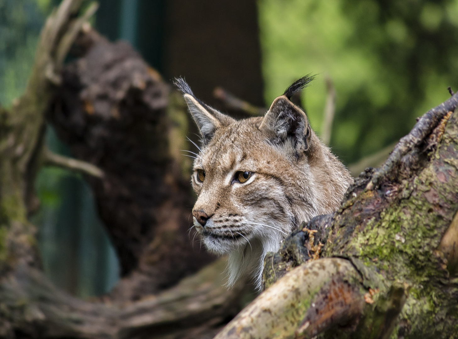 Der Luchs