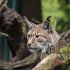 Der Luchs