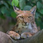 der Luchs