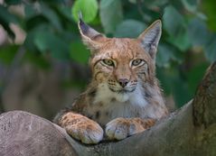 der Luchs