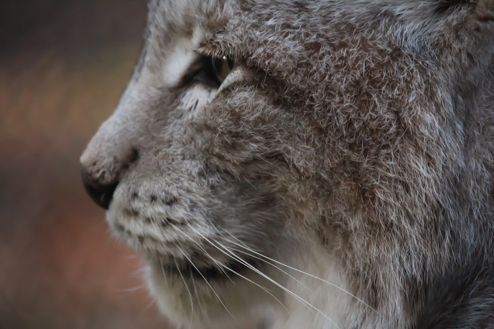 Der Luchs