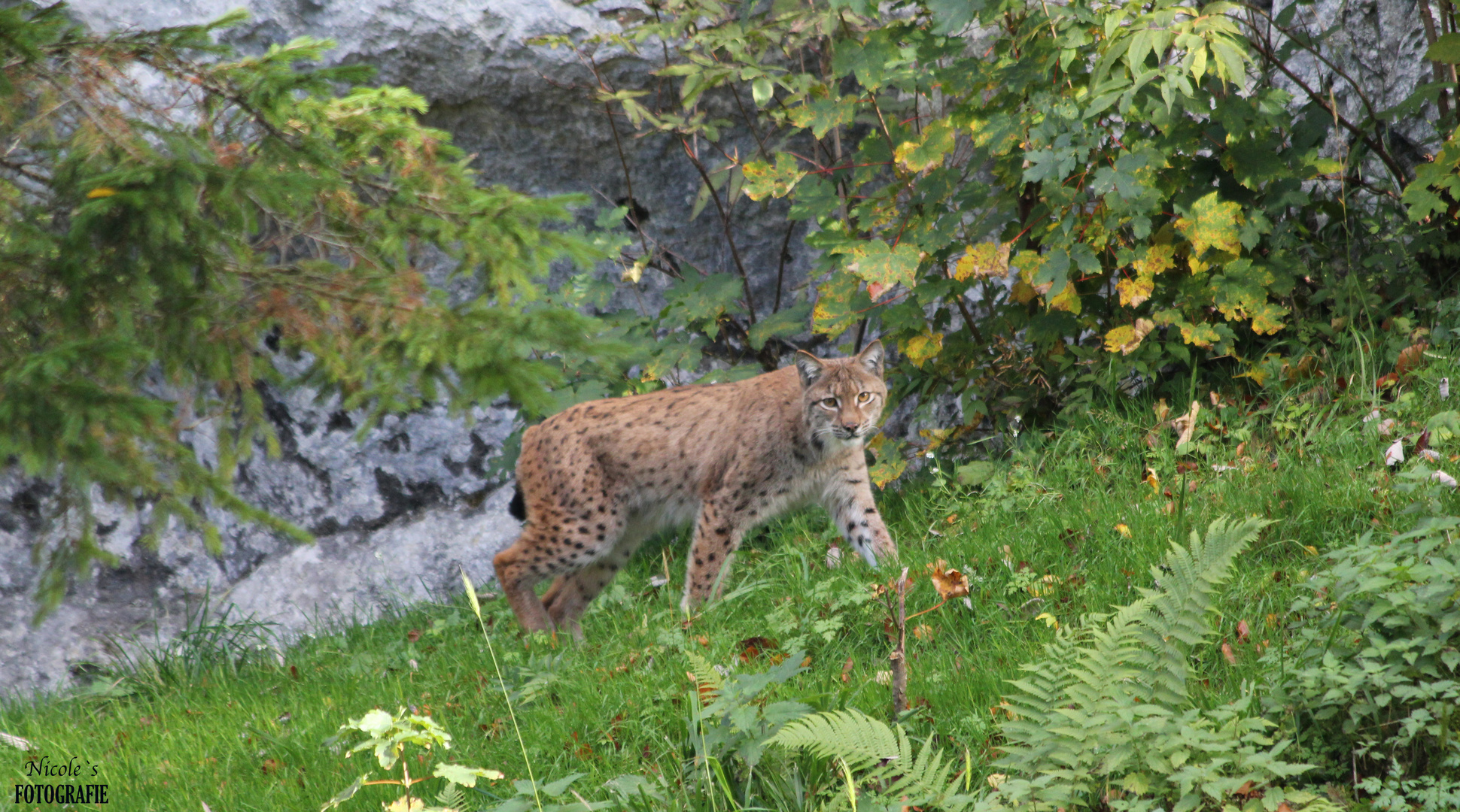 °° der Luchs °°