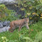 °° der Luchs °°