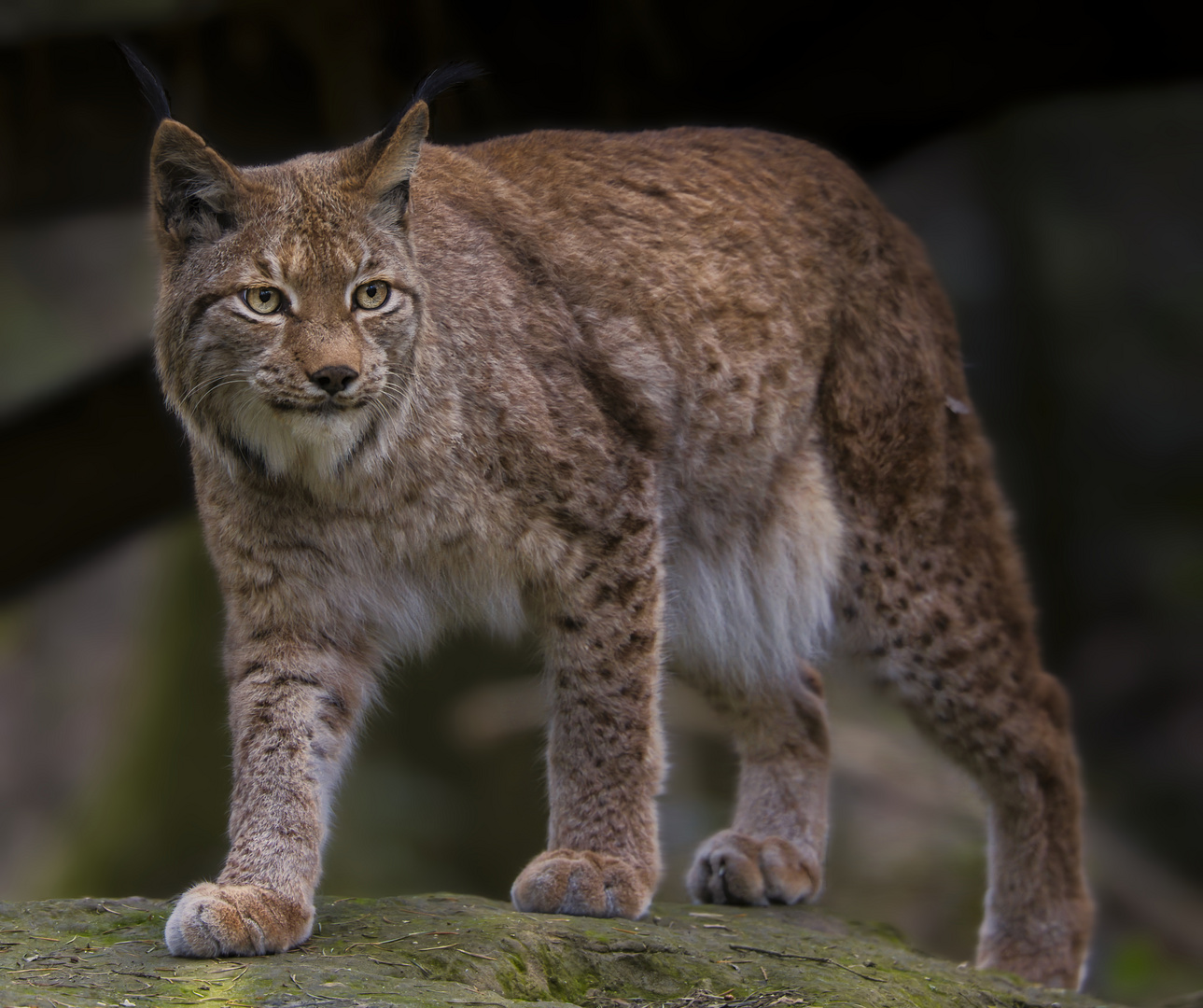 der Luchs