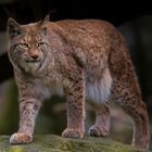 der Luchs