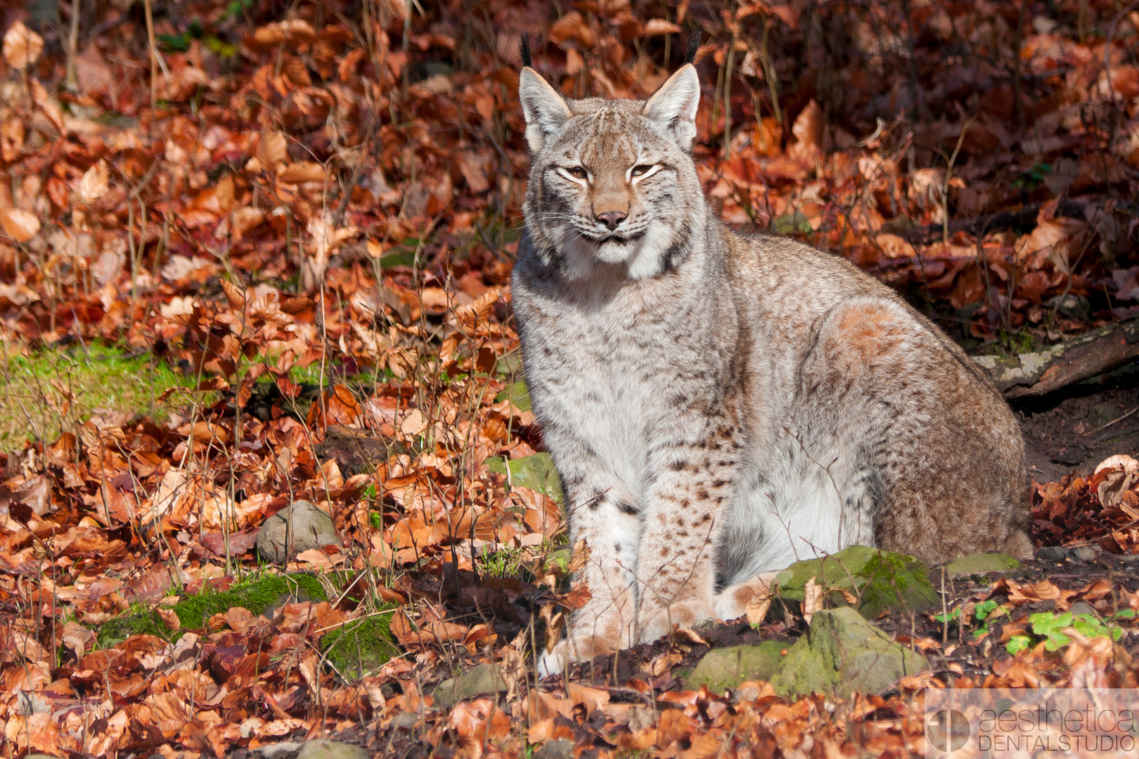 Der Luchs