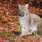 Der Luchs