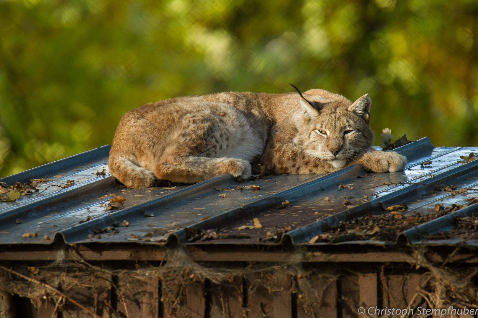 Der Luchs auf dem Blechdach