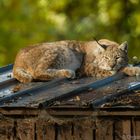 Der Luchs auf dem Blechdach