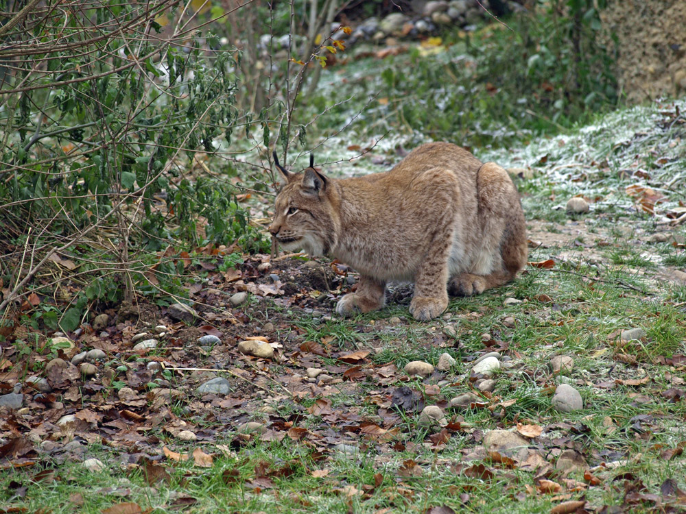 Der Luchs auf der Pirsch...