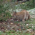 Der Luchs auf der Pirsch...