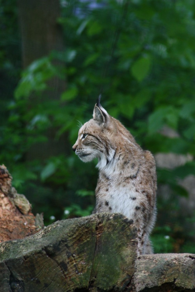 Der Luchs - auf der Suche