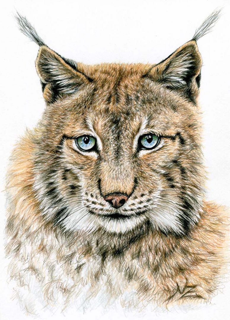 Der Luchs