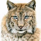 Der Luchs