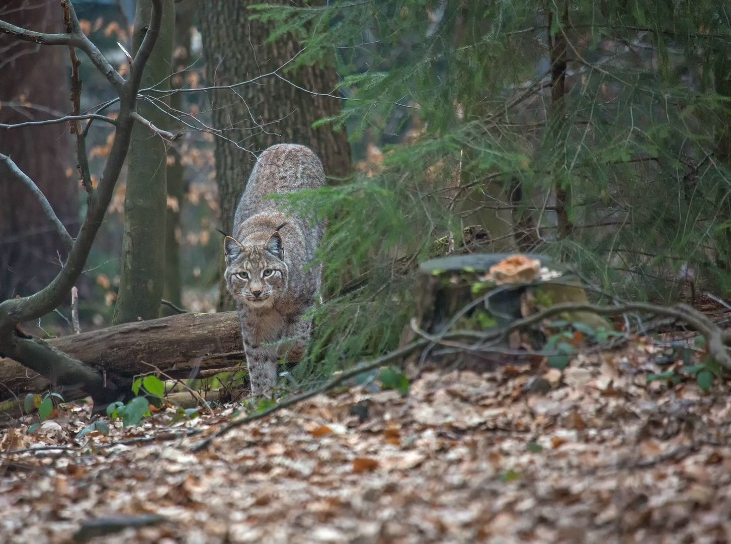 Der Luchs